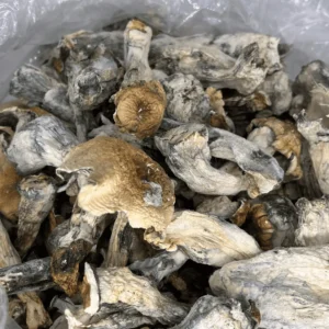 Penis Envy Mushrooms